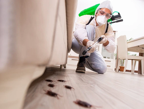 Pest Control Services in Hutto, TX