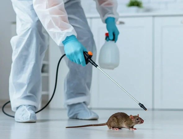 Rodent Removal in Hutto, TX