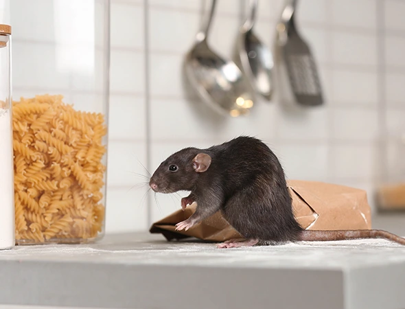 Rodent Removal in Hutto, TX