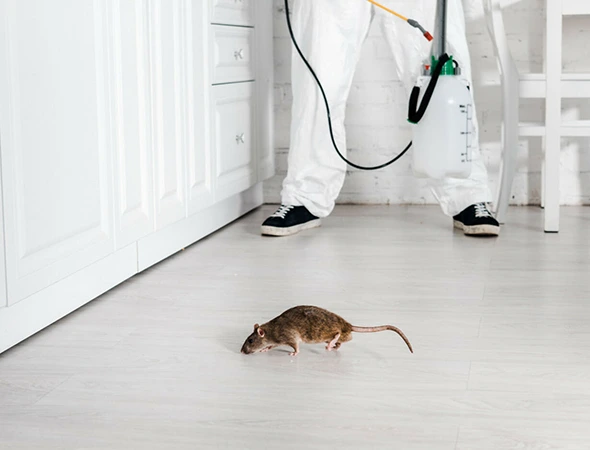 Rodent Removal in Hutto, TX
