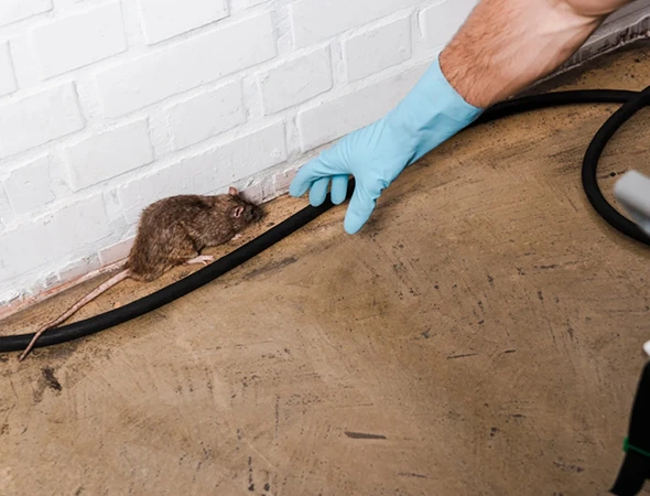 Rodent Removal in Hutto, TX